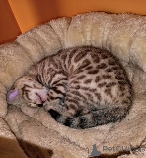 Foto №4. Ich werde verkaufen bengal katzenrasse in der Stadt Berlin. züchter - preis - 331€