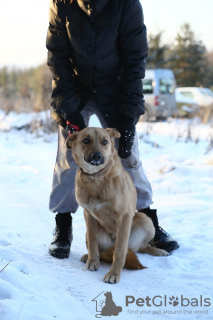 Foto №4. Ich werde verkaufen mischlingshund in der Stadt Краснокамск. aus dem tierheim - preis - Frei