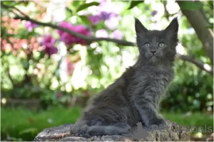 Foto №3. Maine-Coon-Kätzchen. Deutschland