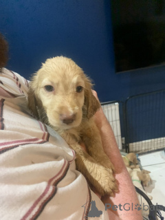 Foto №1. golden retriever - zum Verkauf in der Stadt Eisenach | 300€ | Ankündigung № 157678