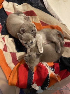 Foto №1. burma-katze - zum Verkauf in der Stadt Grigiškės | 380€ | Ankündigung № 160652