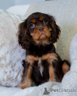 Foto №4. Ich werde verkaufen cavalier king charles spaniel in der Stadt Flamme. quotient 	ankündigung - preis - 550€