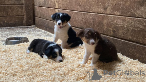 Foto №2 zu Ankündigung № 108829 zu verkaufen border collie - einkaufen USA quotient 	ankündigung, vom kindergarten, aus dem tierheim, züchter