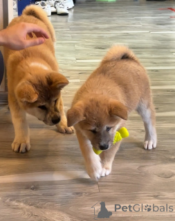 Foto №1. akita - zum Verkauf in der Stadt Tiflis | 797€ | Ankündigung № 144150