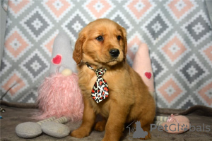 Foto №1. golden retriever - zum Verkauf in der Stadt Berlin | 250€ | Ankündigung № 107367