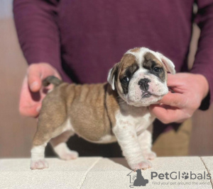 Foto №2 zu Ankündigung № 100199 zu verkaufen englische bulldogge - einkaufen USA quotient 	ankündigung