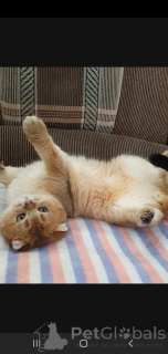 Foto №2 zu Ankündigung № 136922 zu verkaufen schottische faltohrkatze - einkaufen Russische Föderation züchter