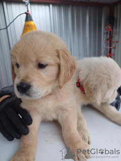 Foto №3. Schöne Golden Retriever Welpen. Deutschland