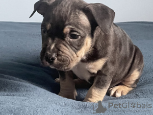 Foto №2 zu Ankündigung № 77296 zu verkaufen american bully - einkaufen Polen 