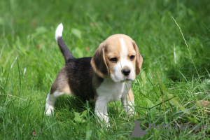 Foto №4. Ich werde verkaufen beagle in der Stadt Aleksandria Pierwsza. quotient 	ankündigung, züchter - preis - 717€