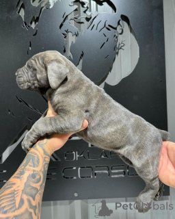 Foto №2 zu Ankündigung № 155089 zu verkaufen cane corso italiano - einkaufen Irland züchter