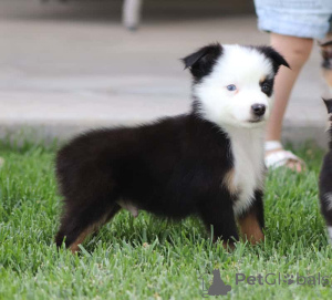 Foto №2 zu Ankündigung № 150544 zu verkaufen australian shepherd - einkaufen Deutschland quotient 	ankündigung