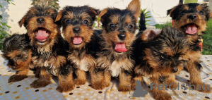 Foto №2 zu Ankündigung № 109708 zu verkaufen yorkshire terrier - einkaufen Serbien 