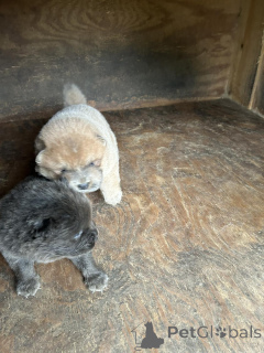 Foto №2 zu Ankündigung № 176496 zu verkaufen chow-chow - einkaufen Finnland quotient 	ankündigung