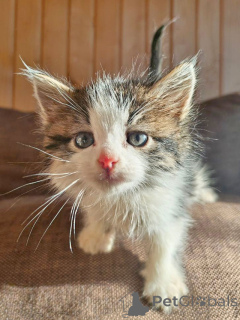 Foto №4. Ich werde verkaufen  in der Stadt Moskova. quotient 	ankündigung - preis - Frei