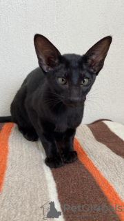 Foto №4. Ich werde verkaufen orientalisch kurzhaar in der Stadt Дальян. quotient 	ankündigung - preis - 199€