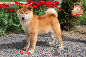 Zusätzliche Fotos: Shiba Inu Rüde mit FCI-Dokumenten