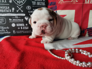 Foto №4. Ich werde verkaufen englische bulldogge in der Stadt Wolgograd. züchter - preis - 787€