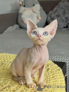 Foto №1. sphynx-katze - zum Verkauf in der Stadt Brno | verhandelt | Ankündigung № 178106