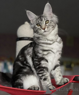 Foto №1. maine-coon-katze - zum Verkauf in der Stadt Baden-Baden | 950€ | Ankündigung № 163190