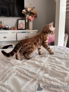 Foto №1. bengal katzenrasse - zum Verkauf in der Stadt Wetzikon | 750€ | Ankündigung № 152753