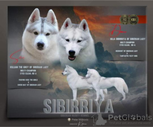 Foto №1. siberian husky - zum Verkauf in der Stadt Belgrad | verhandelt | Ankündigung № 114824