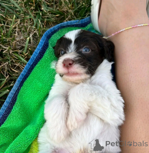 Foto №3. Portugiesischer Wasserhund Welpen Zur Adoption. Portugal
