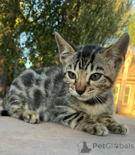 Foto №3. Entzückende bengalische Kätzchen zur Adoption. Deutschland