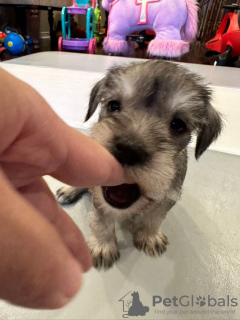 Foto №1. schnauzer - zum Verkauf in der Stadt Wilmington | 497€ | Ankündigung № 77556