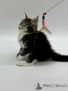 Foto №3. Maine-Coon-Mädchen. Ukraine