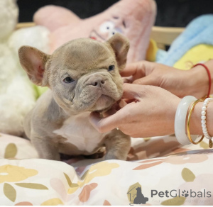 Foto №2 zu Ankündigung № 144359 zu verkaufen  - einkaufen Deutschland quotient 	ankündigung, züchter