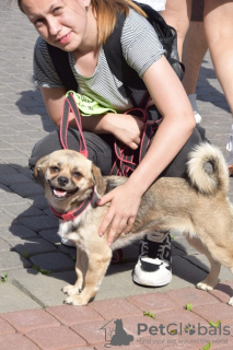 Zusätzliche Fotos: Bescheidener, ruhiger und liebevoller kleiner Hund