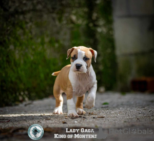 Foto №3. American Stafford Terrier-Welpen. Montenegro