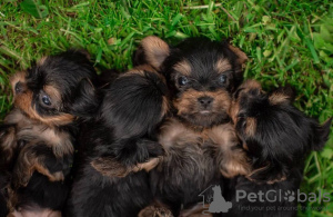 Foto №2 zu Ankündigung № 79812 zu verkaufen yorkshire terrier - einkaufen Deutschland quotient 	ankündigung