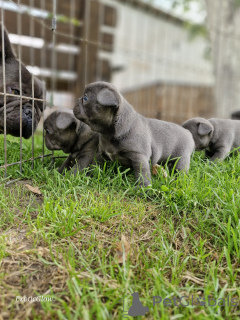 Foto №4. Ich werde verkaufen französische bulldogge in der Stadt Minsk. quotient 	ankündigung, vom kindergarten - preis - 375€
