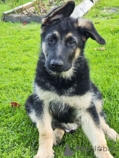 Foto №1. osteuropäischer schäferhund - zum Verkauf in der Stadt Soligorsk | 688€ | Ankündigung № 150132