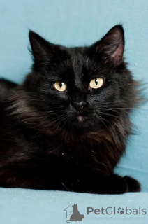 Foto №3. Iman eines schelmischen Schwanzes. Weißrussland