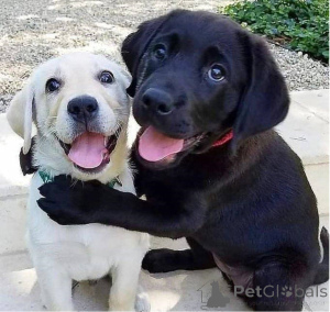 Foto №1. labrador retriever - zum Verkauf in der Stadt Zürich | 750€ | Ankündigung № 160466