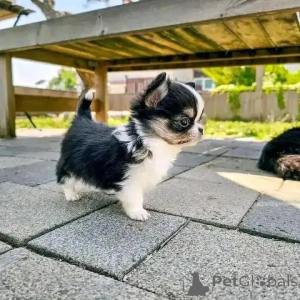 Foto №4. Ich werde verkaufen chihuahua in der Stadt Helsinki. quotient 	ankündigung, aus dem tierheim, züchter - preis - 500€