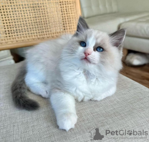 Foto №2 zu Ankündigung № 105106 zu verkaufen ragdoll-katze - einkaufen USA quotient 	ankündigung