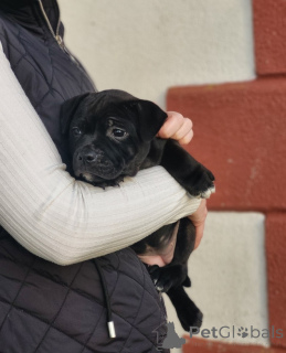 Foto №1. staffordshire bull terrier - zum Verkauf in der Stadt Fijnaart | verhandelt | Ankündigung № 172904