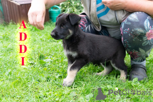 Zusätzliche Fotos: VEO Eastern Shepherd Welpen