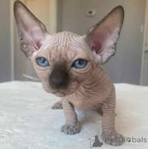 Foto №3. Entzückende Chatons Sphynx zum Adoptieren.. Finnland