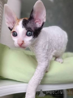 Foto №1. cornish rex - zum Verkauf in der Stadt Þorlákshöfn | verhandelt | Ankündigung № 173232