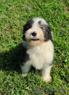 Foto №4. Ich werde verkaufen bearded collie in der Stadt Tennessee City.  - preis - Frei