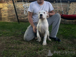 Foto №3. Dogo Argentino puppies. Serbien