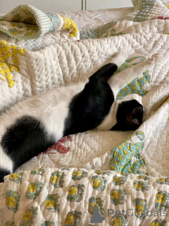 Foto №2 zu Ankündigung № 163742 zu verkaufen perserkatze - einkaufen Finnland quotient 	ankündigung, aus dem tierheim