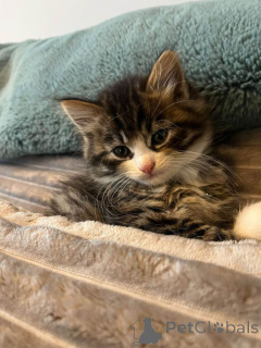 Foto №3. Sibirische Kätzchen. USA