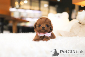 Foto №4. Ich werde verkaufen pudel (toy) in der Stadt Charleston. züchter - preis - verhandelt