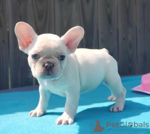 Foto №2 zu Ankündigung № 71164 zu verkaufen bandog - einkaufen Deutschland 